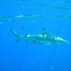 58- Requin pointe noire, remora, et aiguillettes 